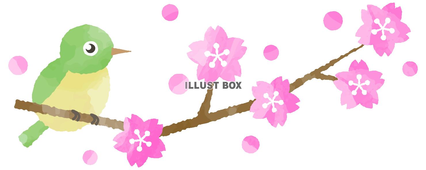 メジロと桜
