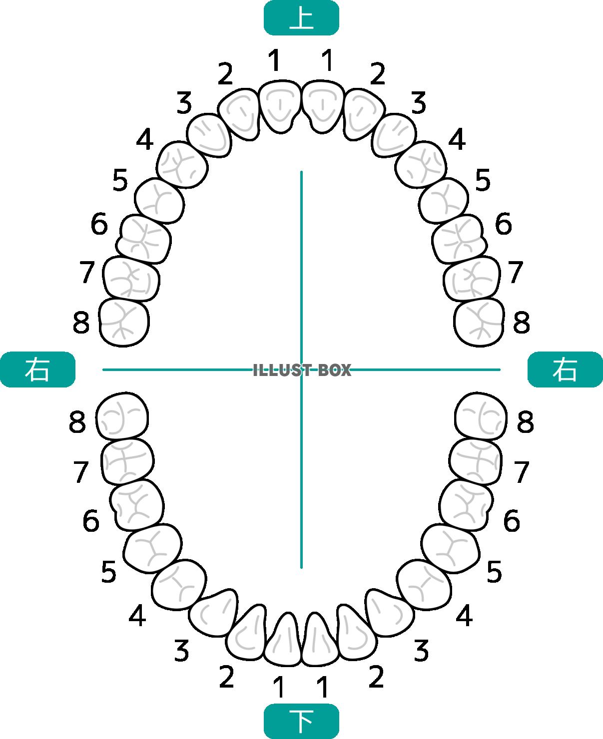 歯列を図示した歯式テンプレート
