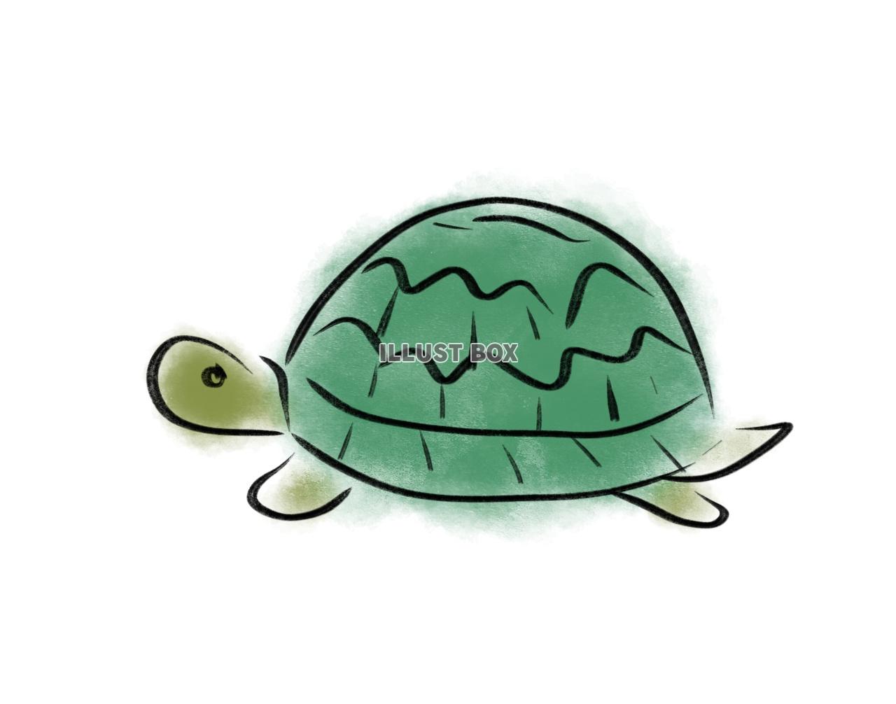 ミドリガメのイラスト