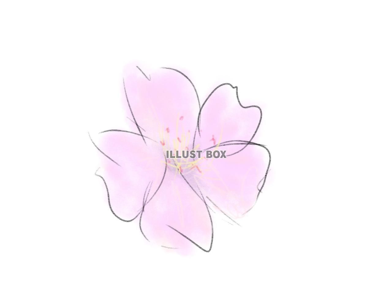 桜の花のイラスト