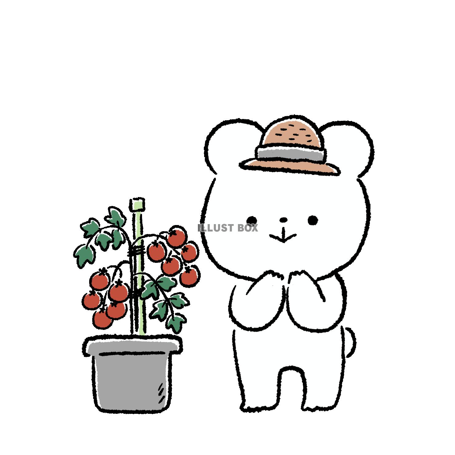 ミニトマトの鉢植えとくま