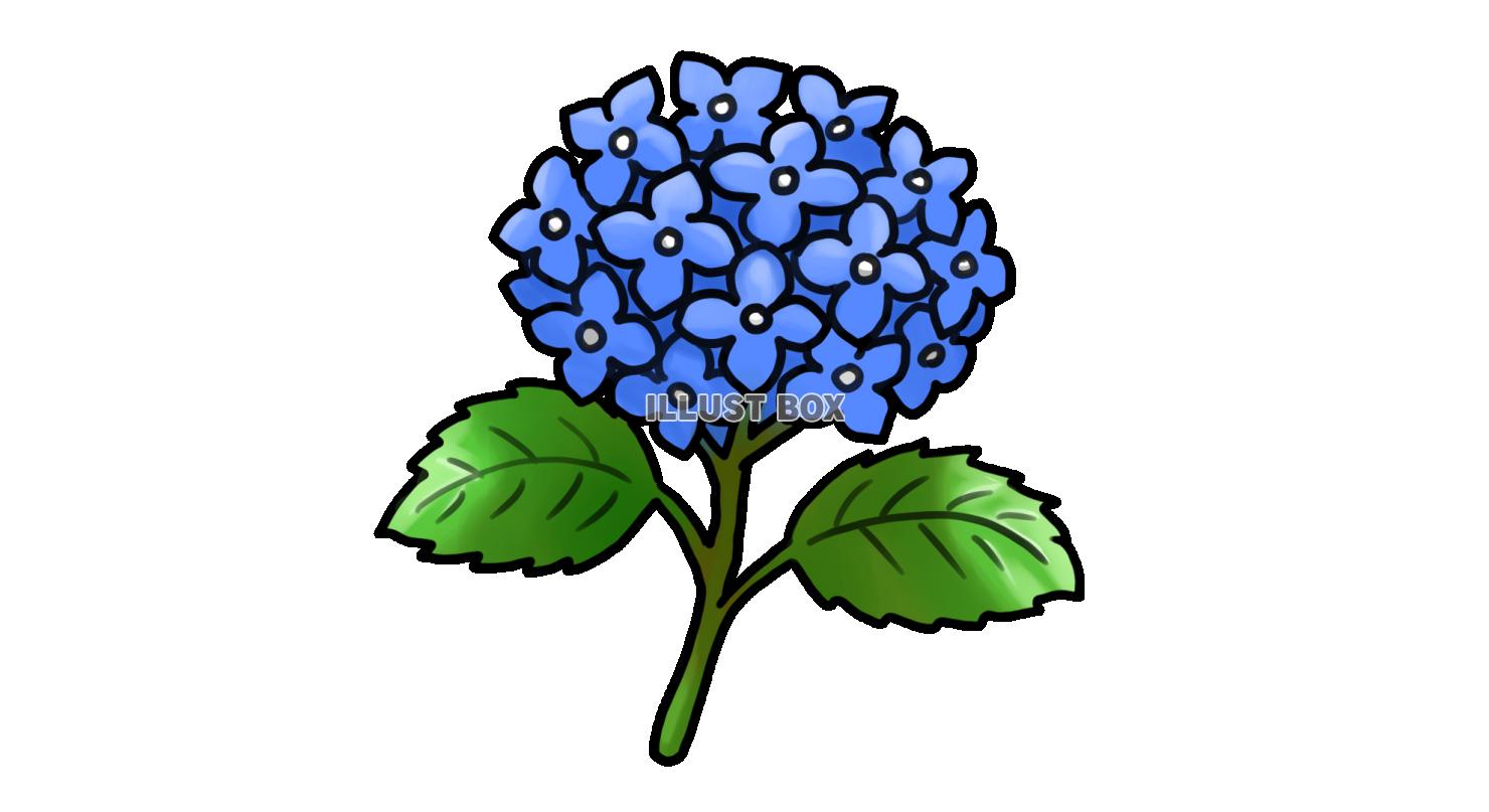 青いアジサイの花