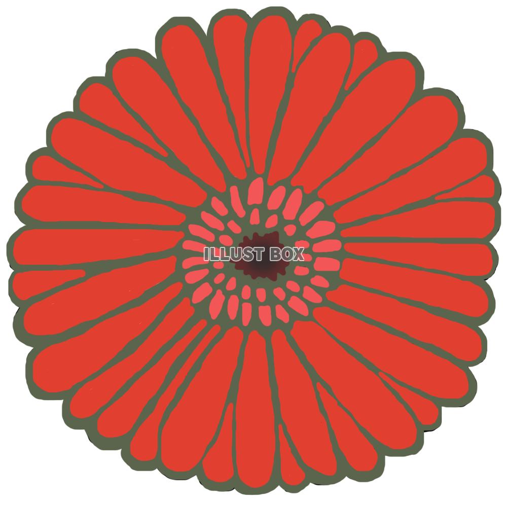 ガーベラ(花のみ 赤)png
