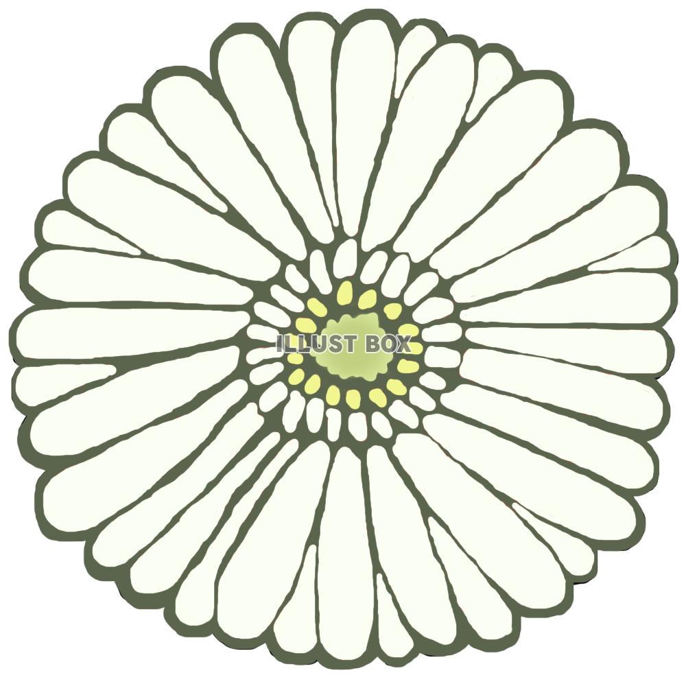 ガーベラ(花のみ 白)png