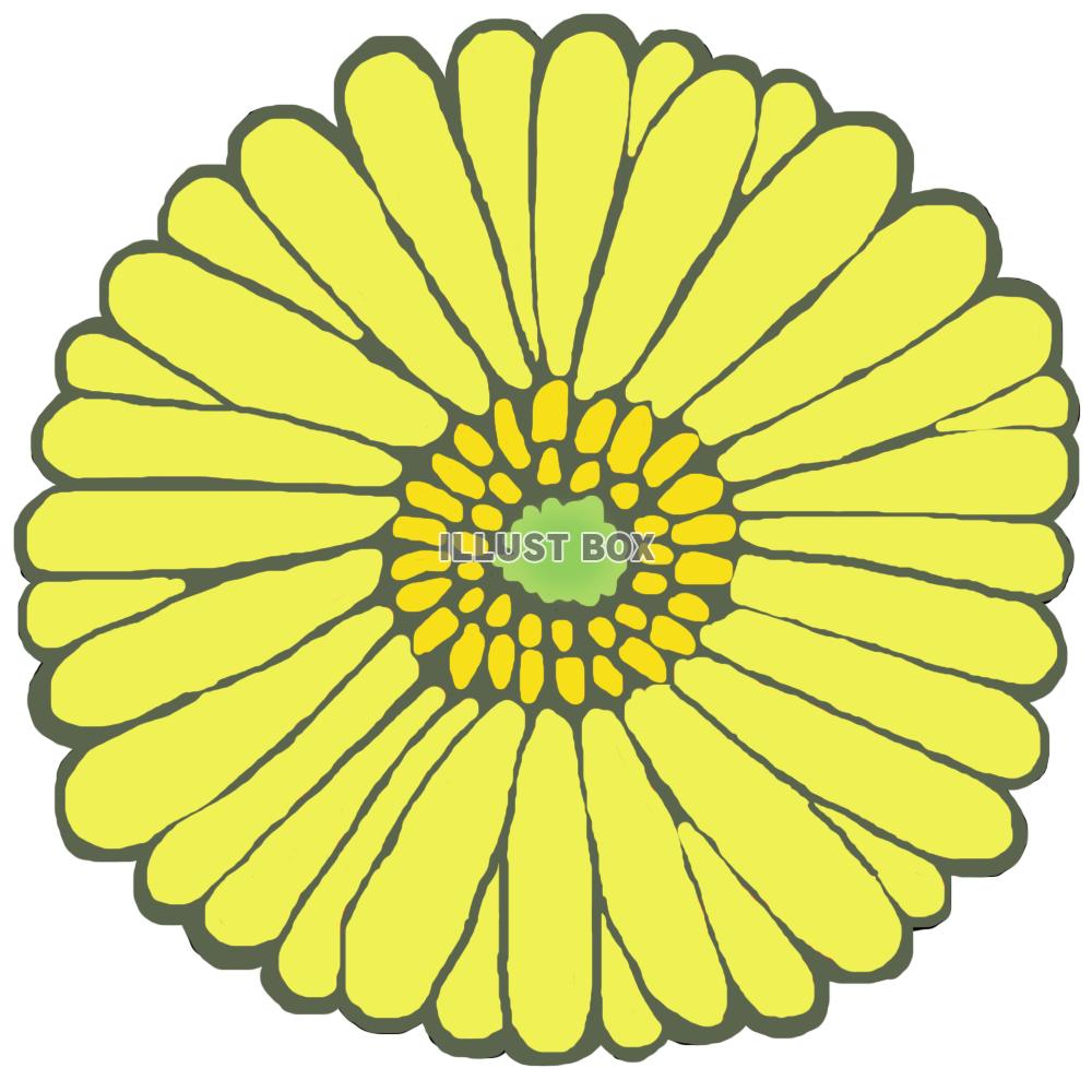 ガーベラ(花のみ 黄色)png
