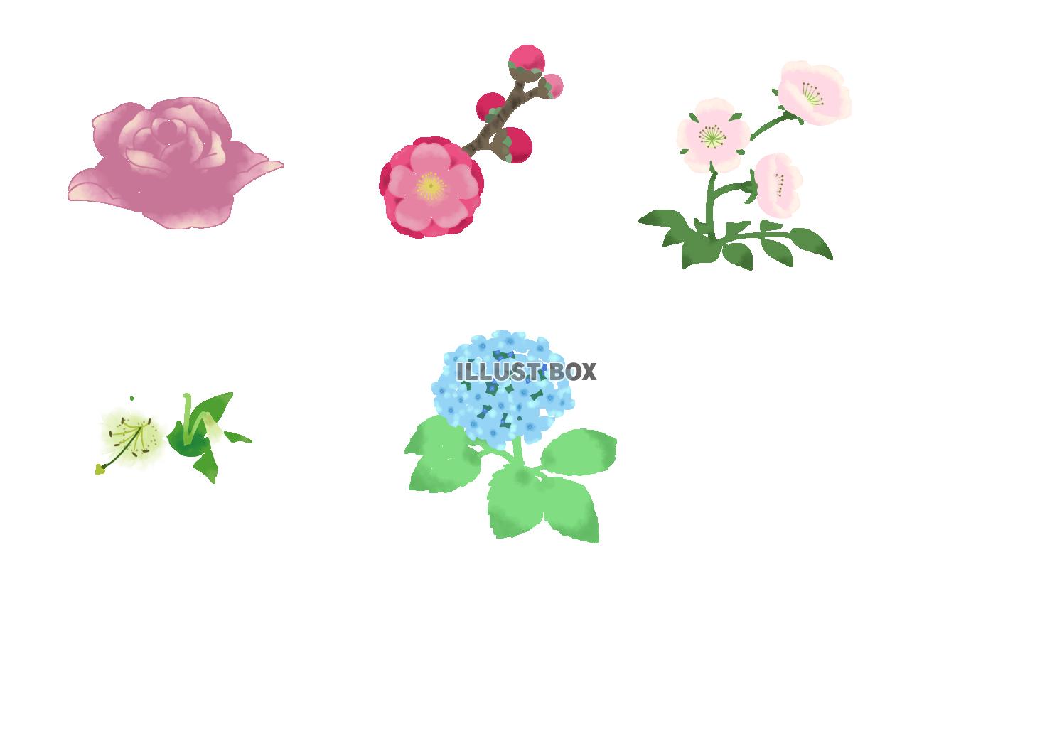 ステンシル調の花イラスト　春から梅雨の花