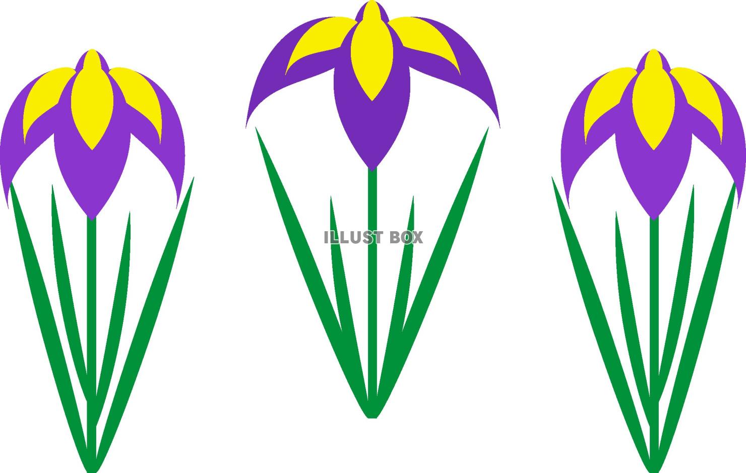 菖蒲の花