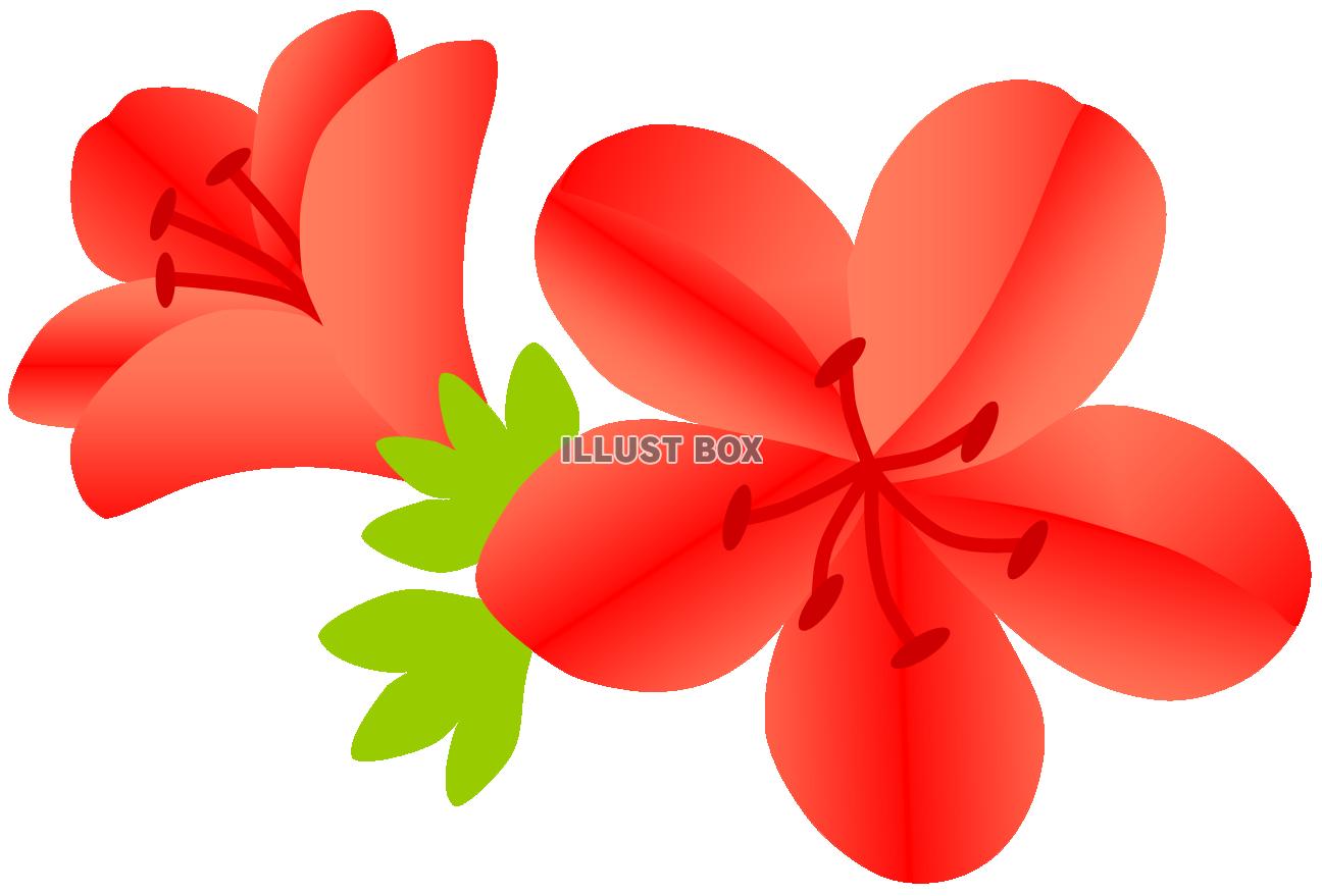 さつきのお花　赤２