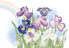 雨上がりの花菖蒲（ZIPに５倍拡大可能な高解像度透過PNG）