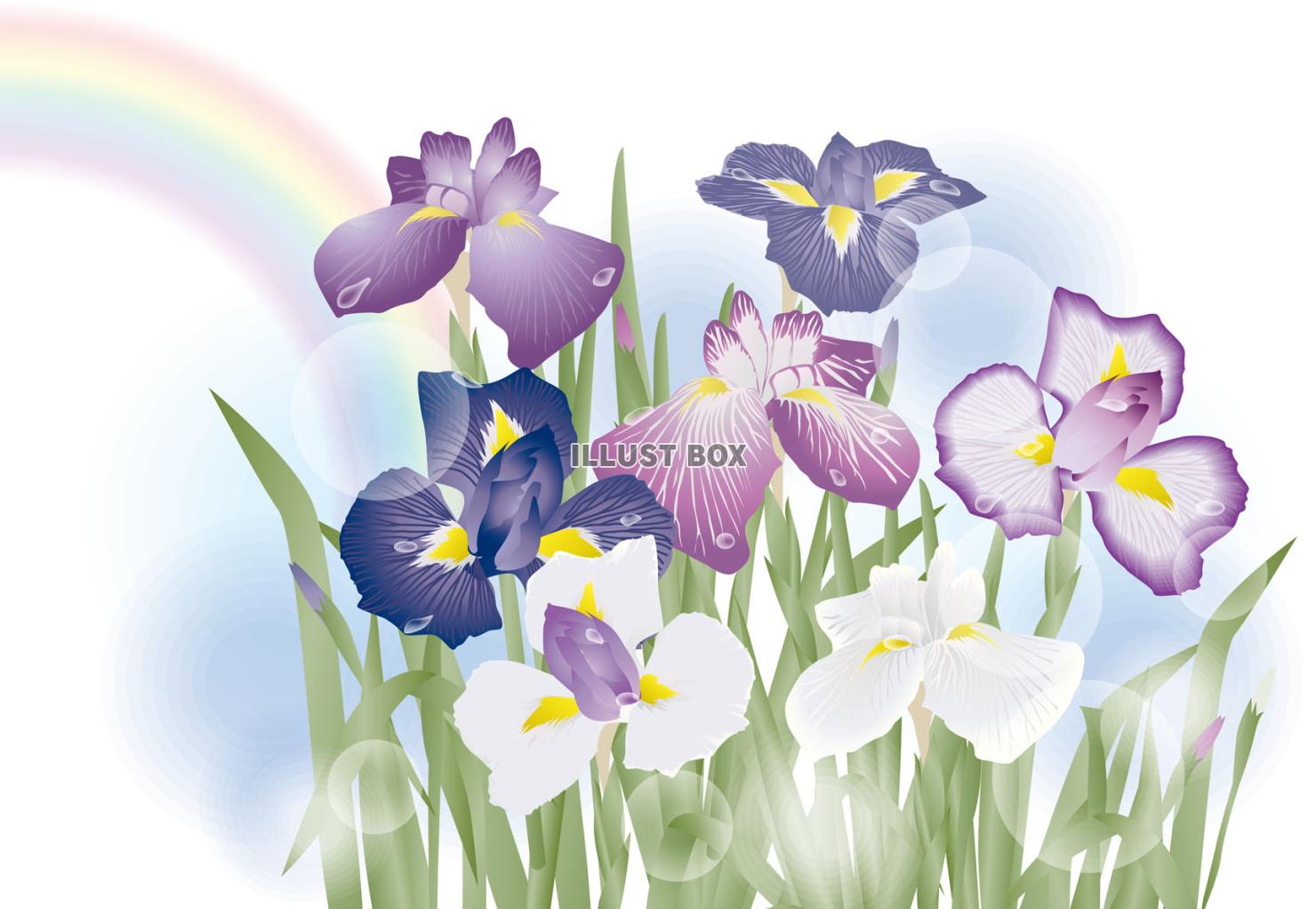 雨上がりの花菖蒲（ZIPに５倍拡大可能な高解像度透過PNG）