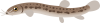 ドジョウのキャラクター 
