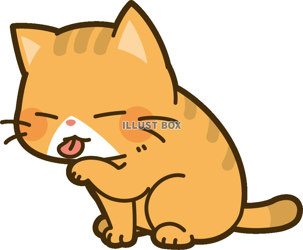 顔を洗う猫