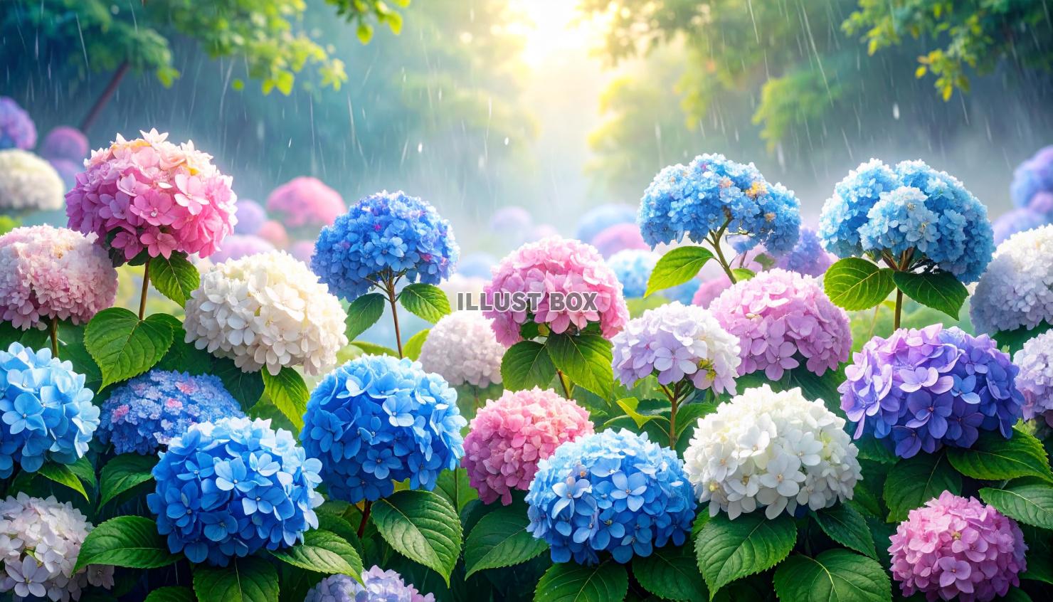 雨の中の色とりどりの紫陽花の壁紙／背景のイラスト