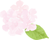 芍薬アレンジシリーズ　イラスト２