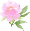 芍薬アレンジシリーズ　イラスト３