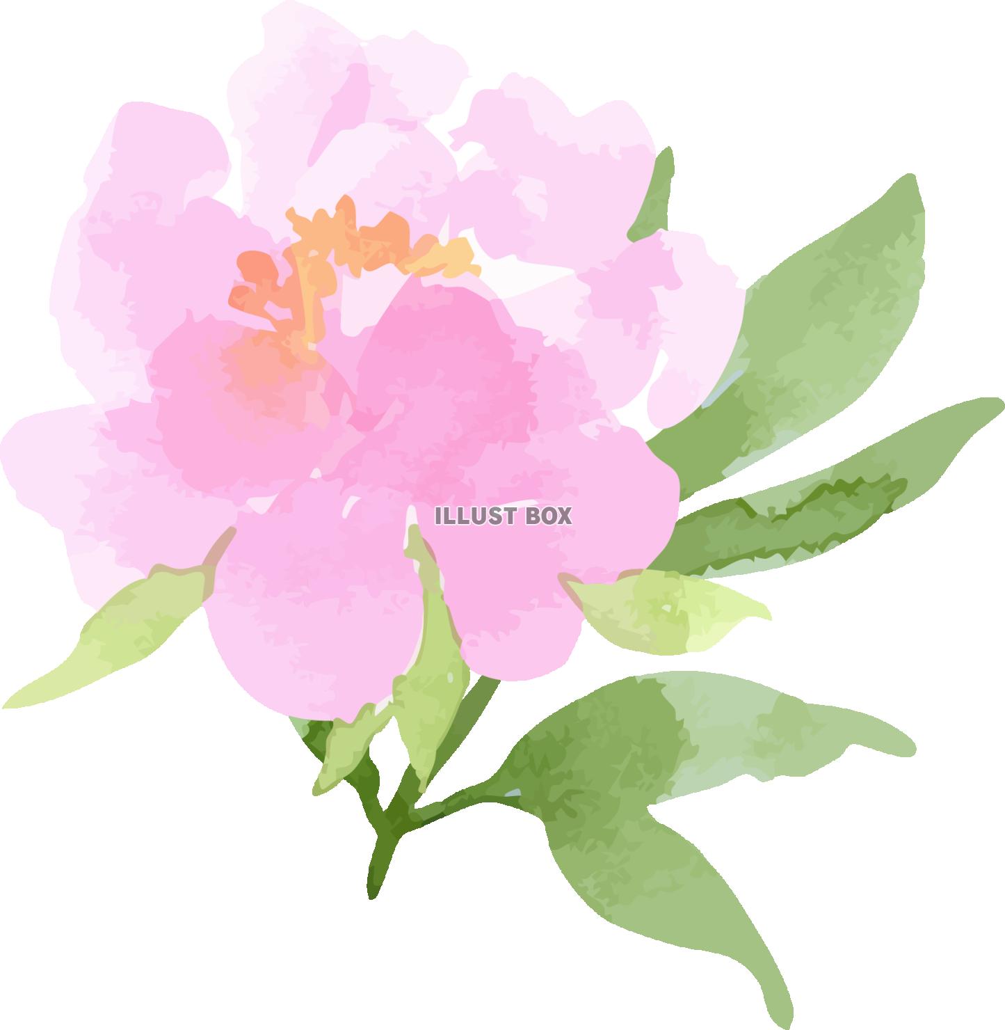 芍薬アレンジシリーズ　イラスト３