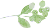  芍薬アレンジシリーズ　イラスト４