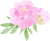 芍薬アレンジシリーズ　イラスト５