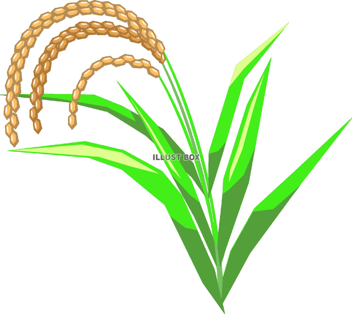 稲穂のイラスト
