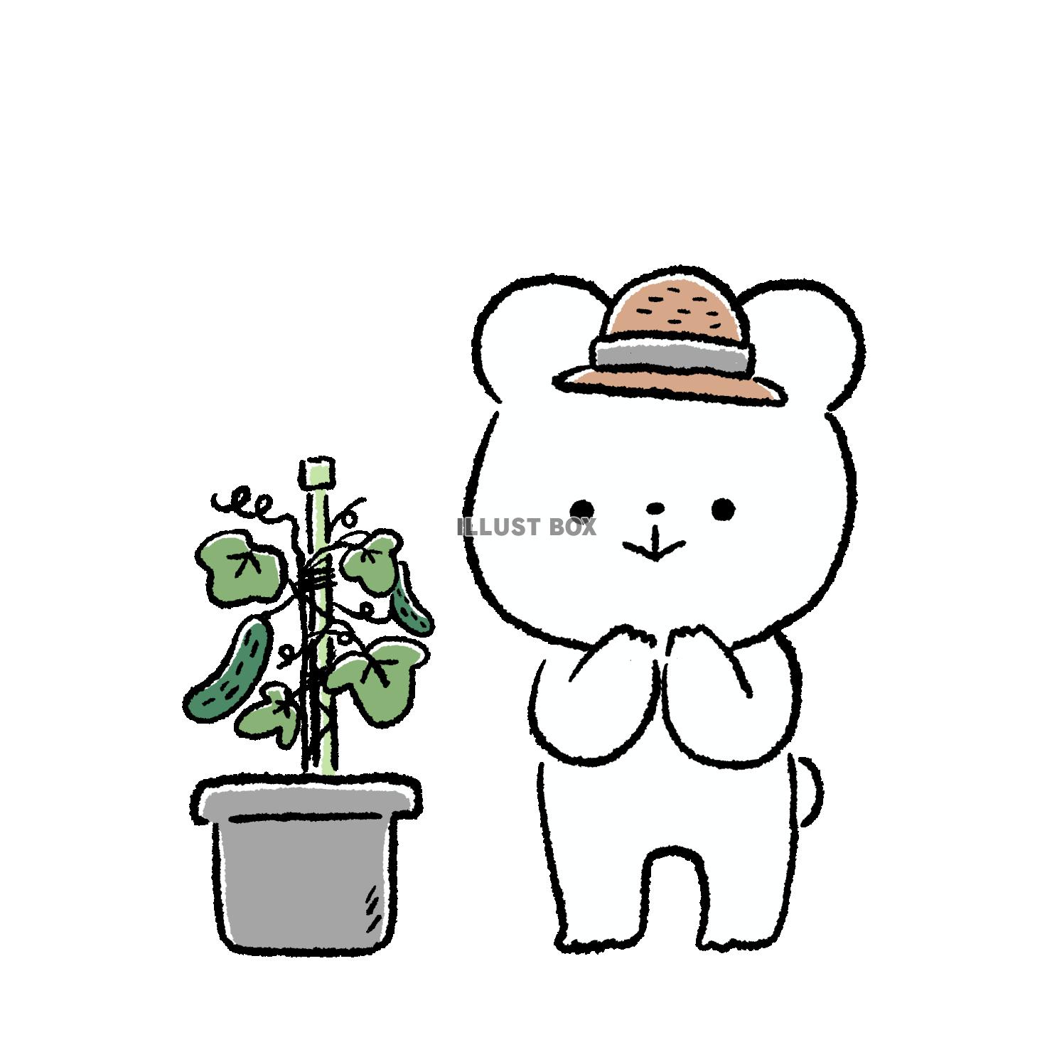 きゅうりを育てるくま