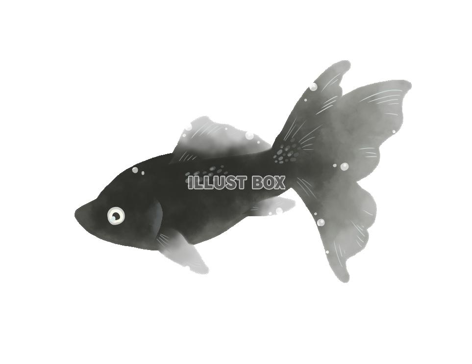 金魚・黒