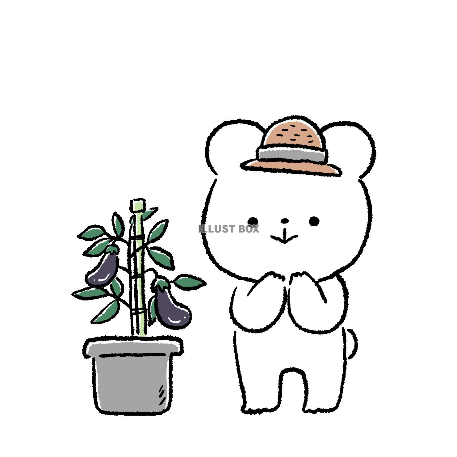 ナスを育てるくま