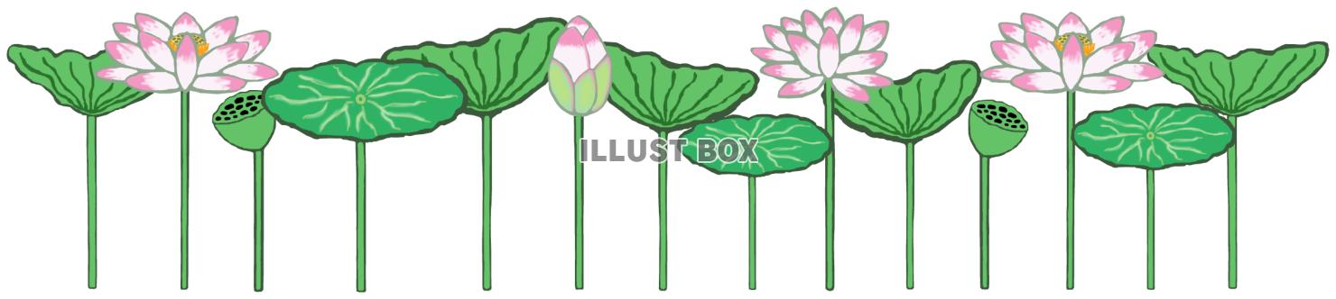 蓮(ピンク)png
