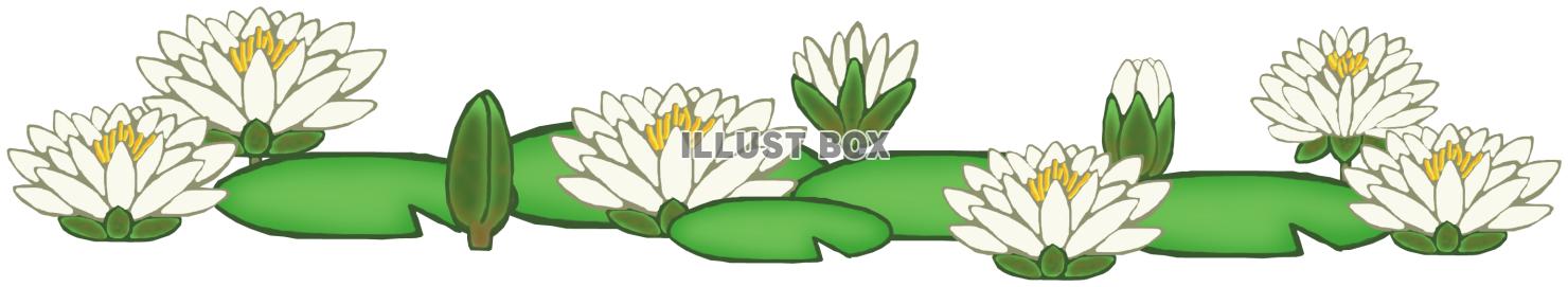 睡蓮(白)png