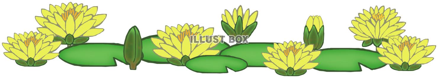 睡蓮(黄色)png