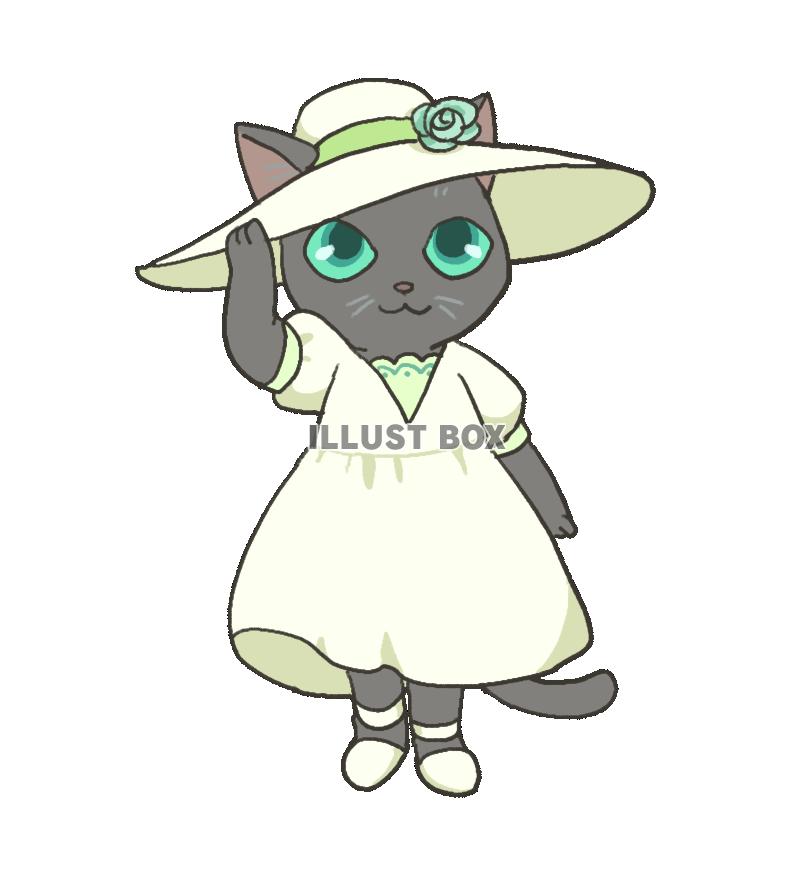 夏の帽子の猫