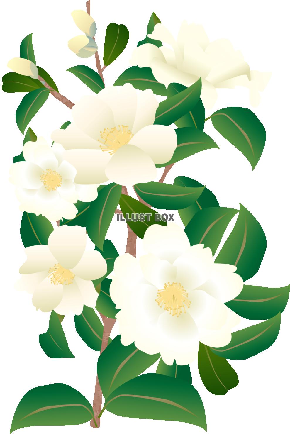 山茶花・白（透過PNG）