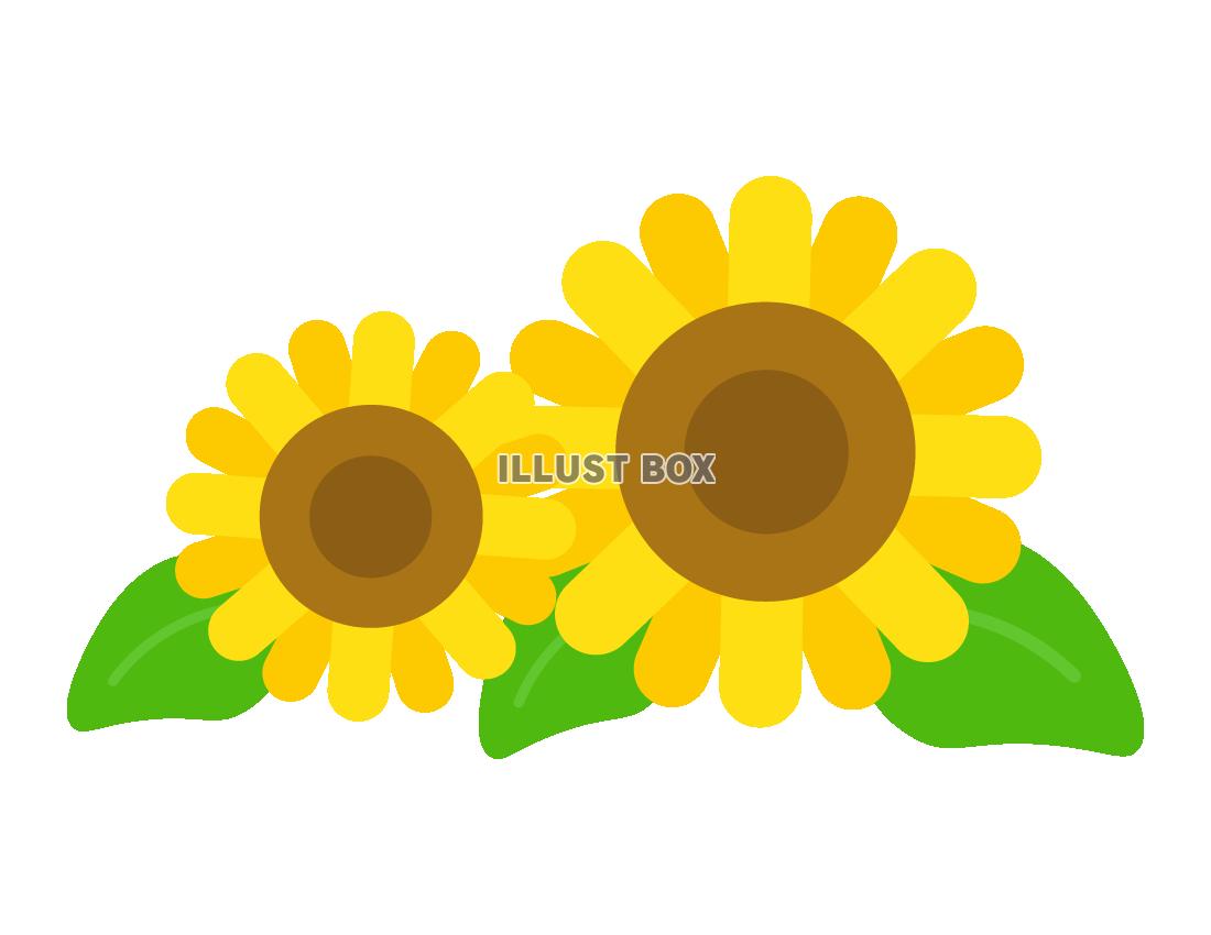 ひまわり