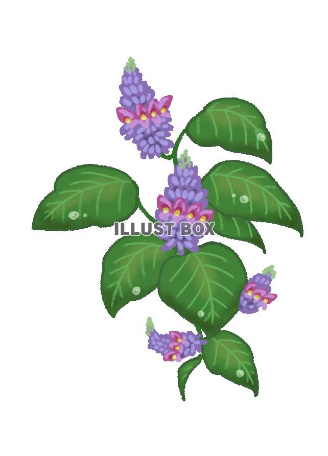 葛の花