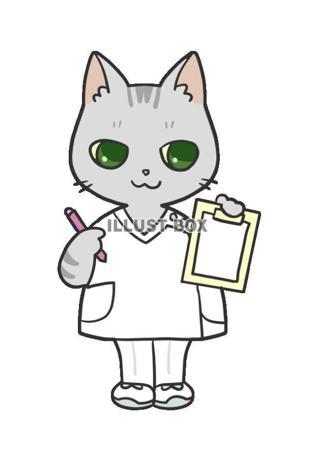 看護師猫・サバトラ