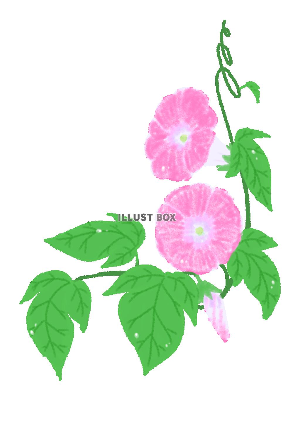 朝顔・ピンク