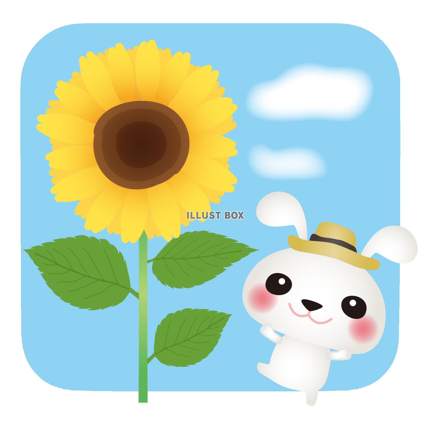 白うさぎとひまわり