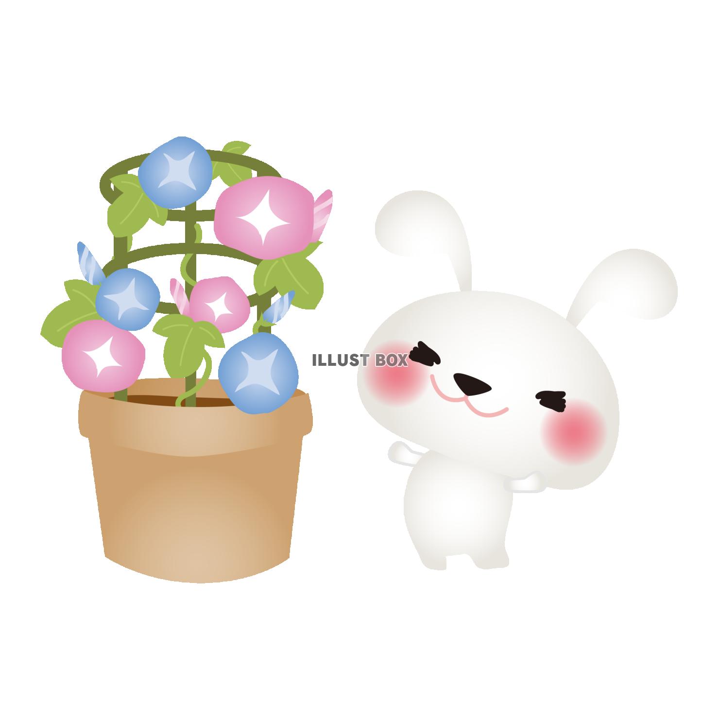 白うさぎとあさがお