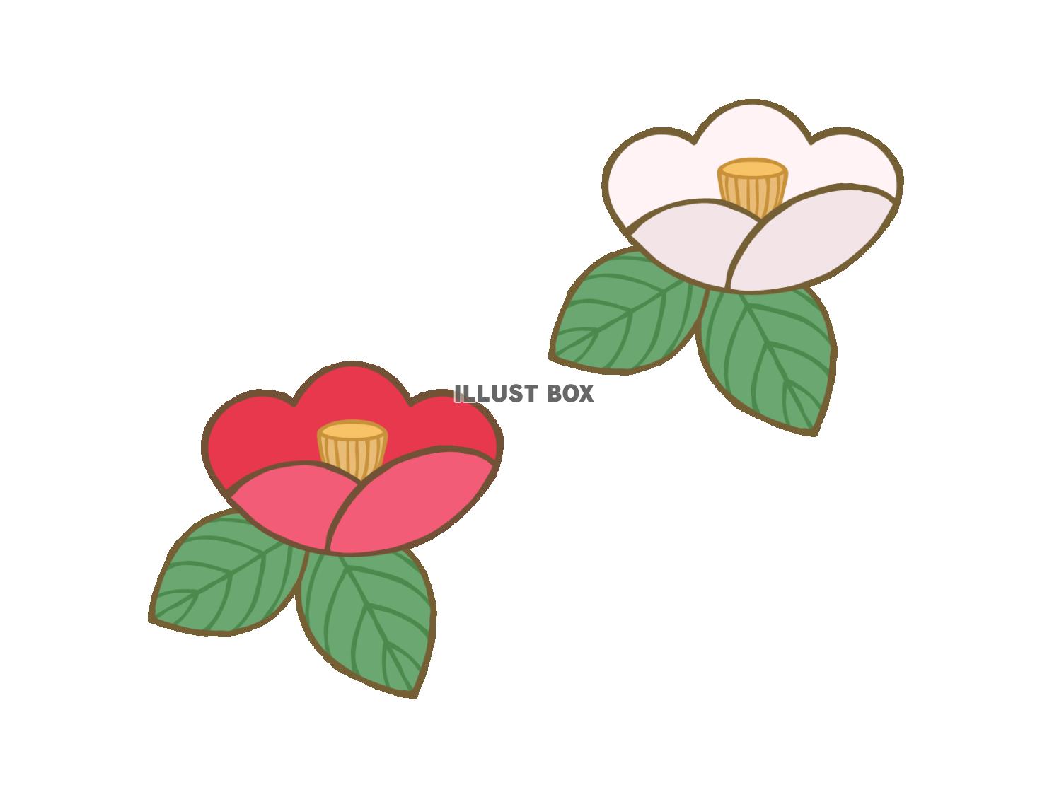 赤と白の椿の花イラスト