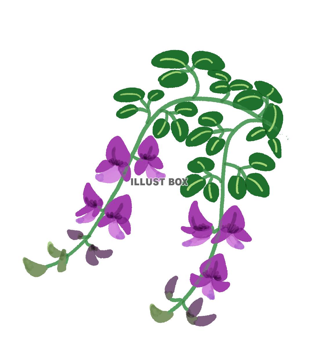 萩の花