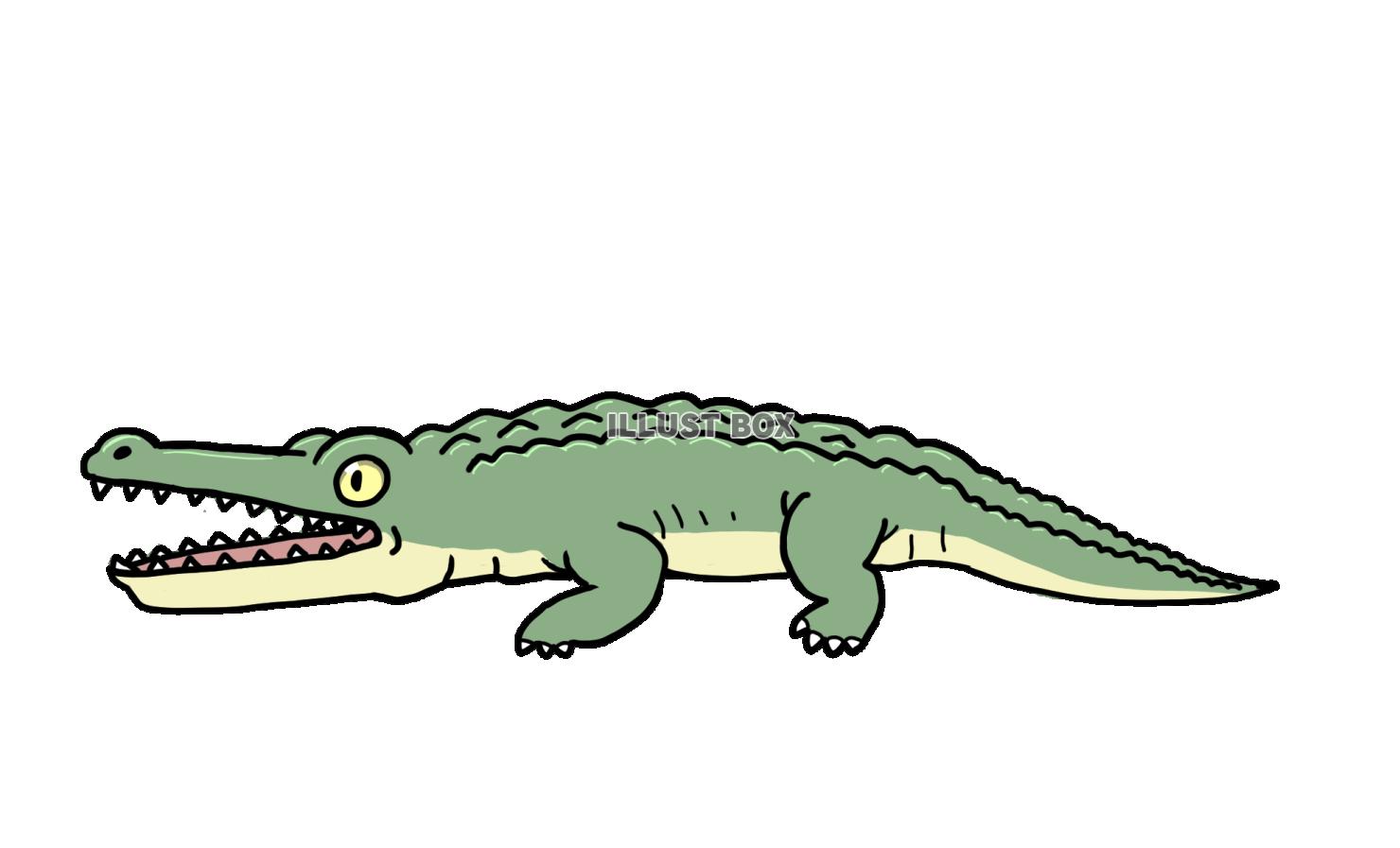 ワニ