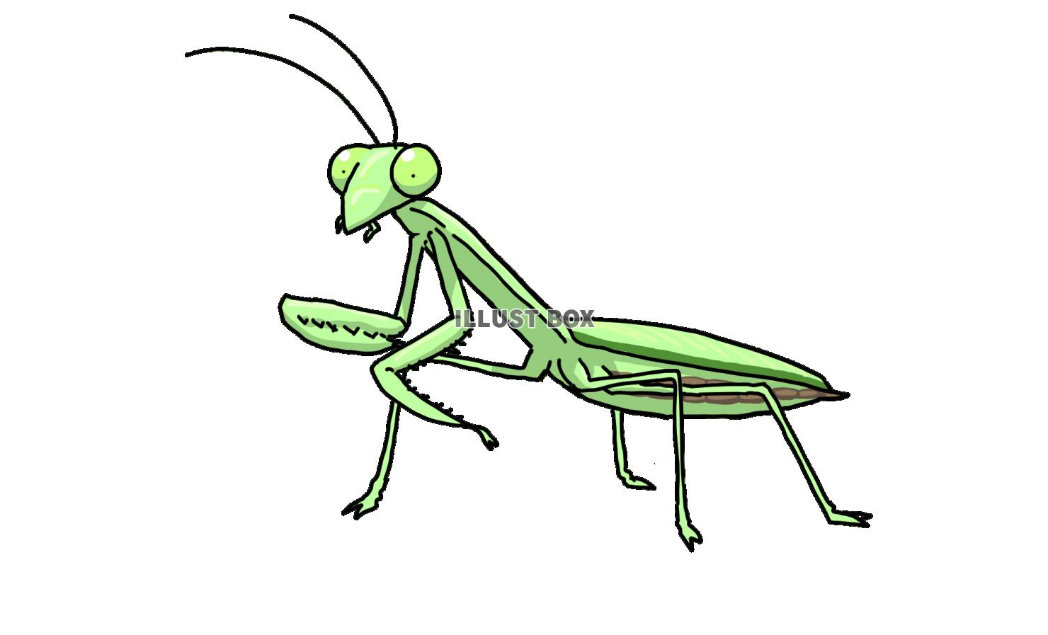 カマキリ