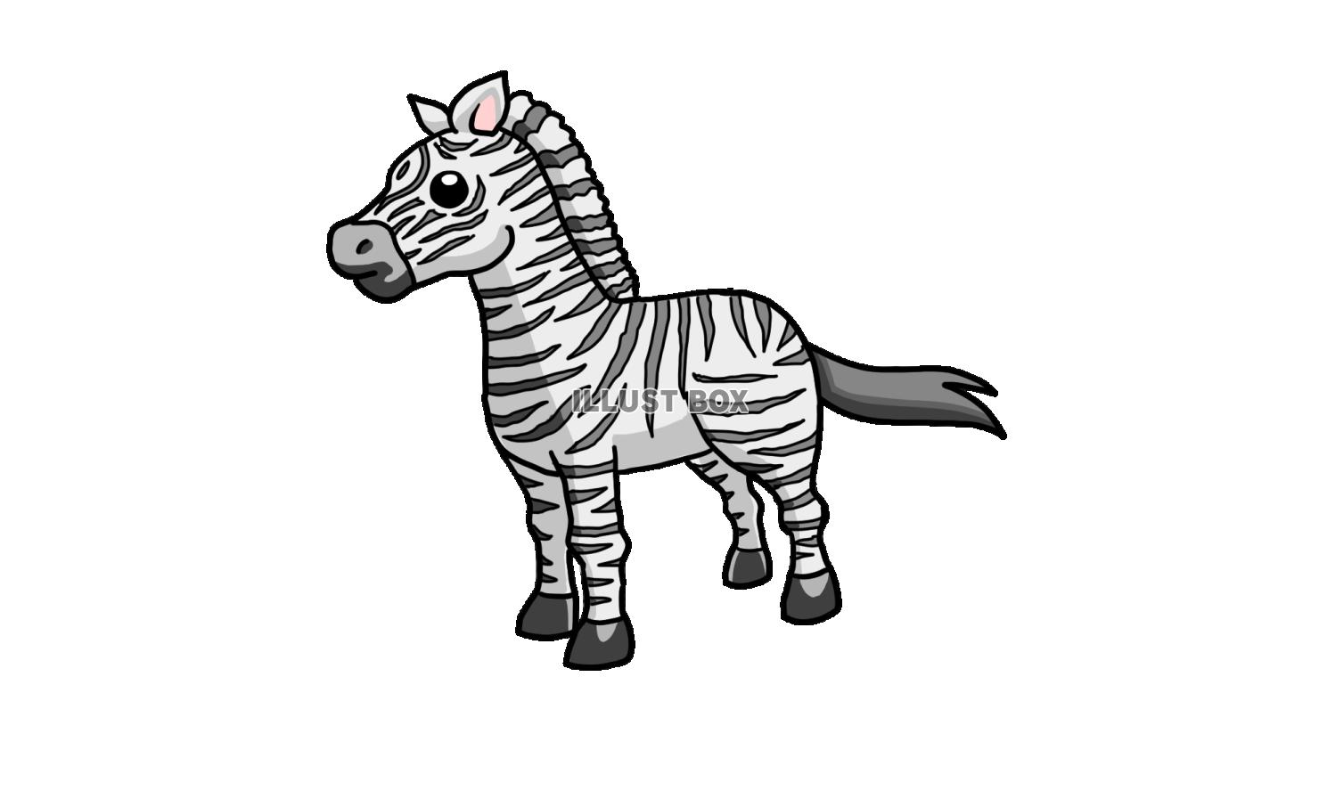 シマウマ