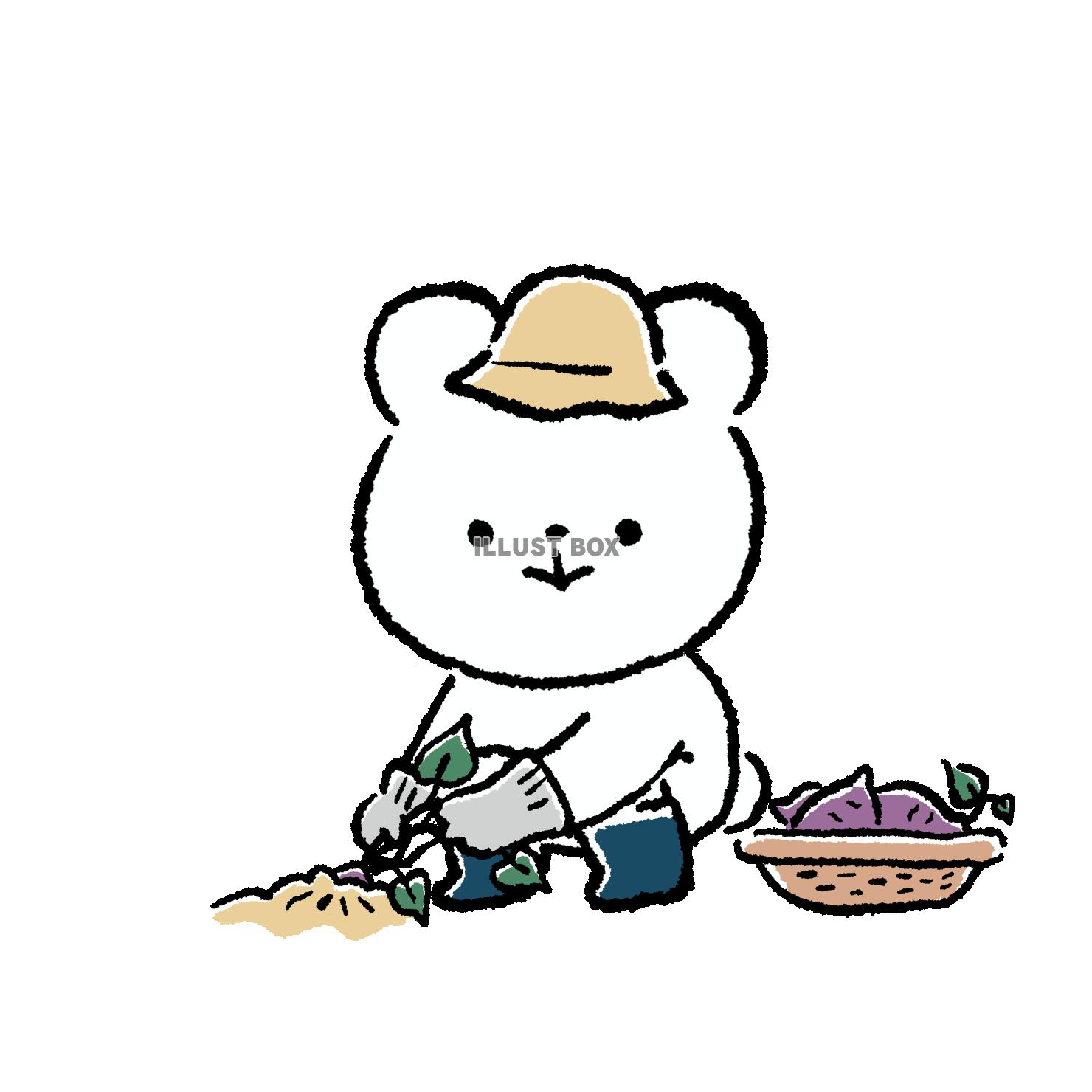 いもほりをするくま