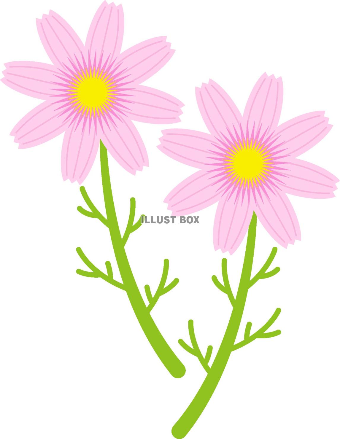 コスモスの花