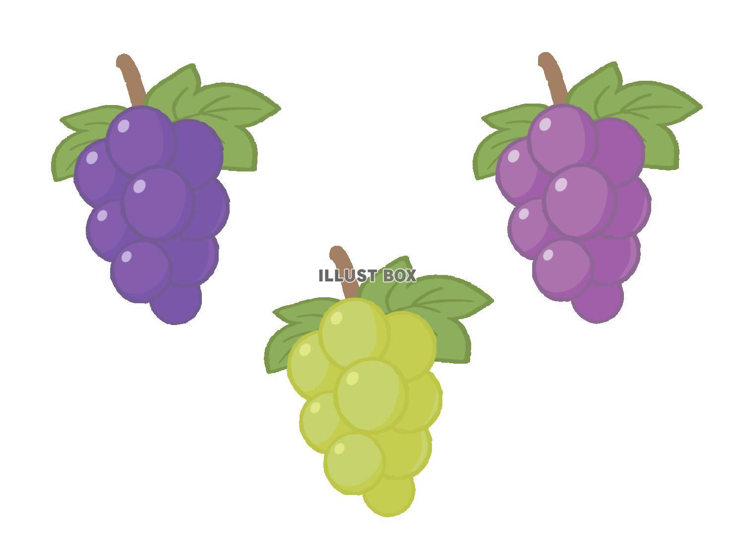 3色のぶどう