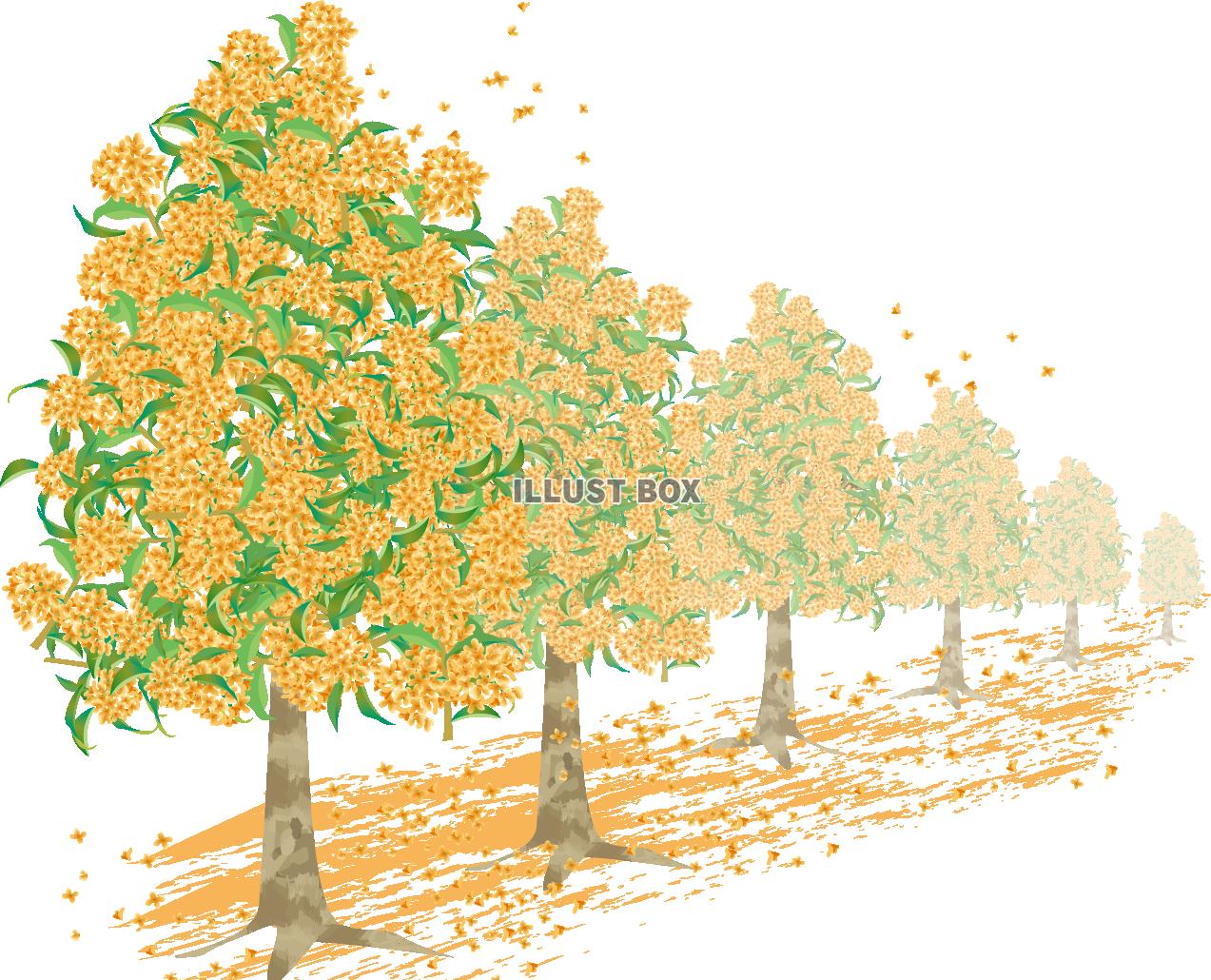 金木犀の並木（透過PNG）ZIPにIllustratorCS...