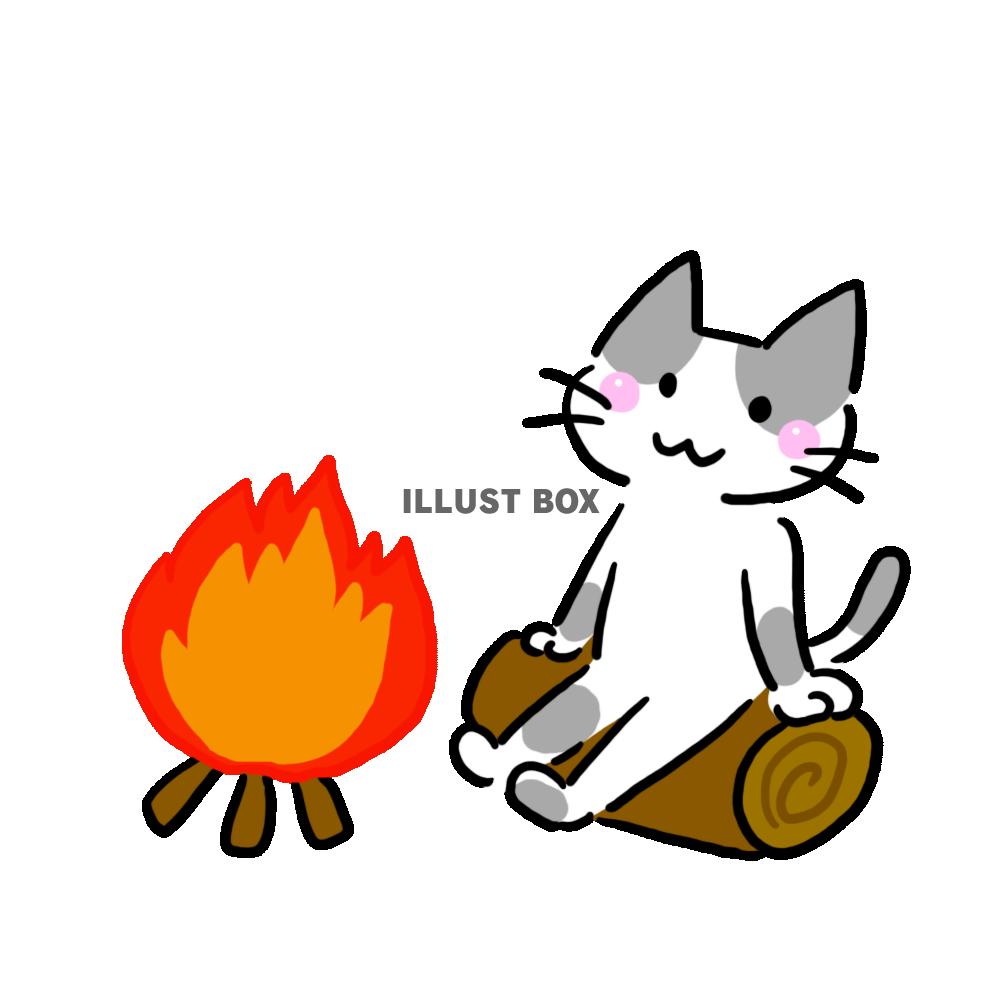 キャンプするハチワレ猫(ファイヤー編)