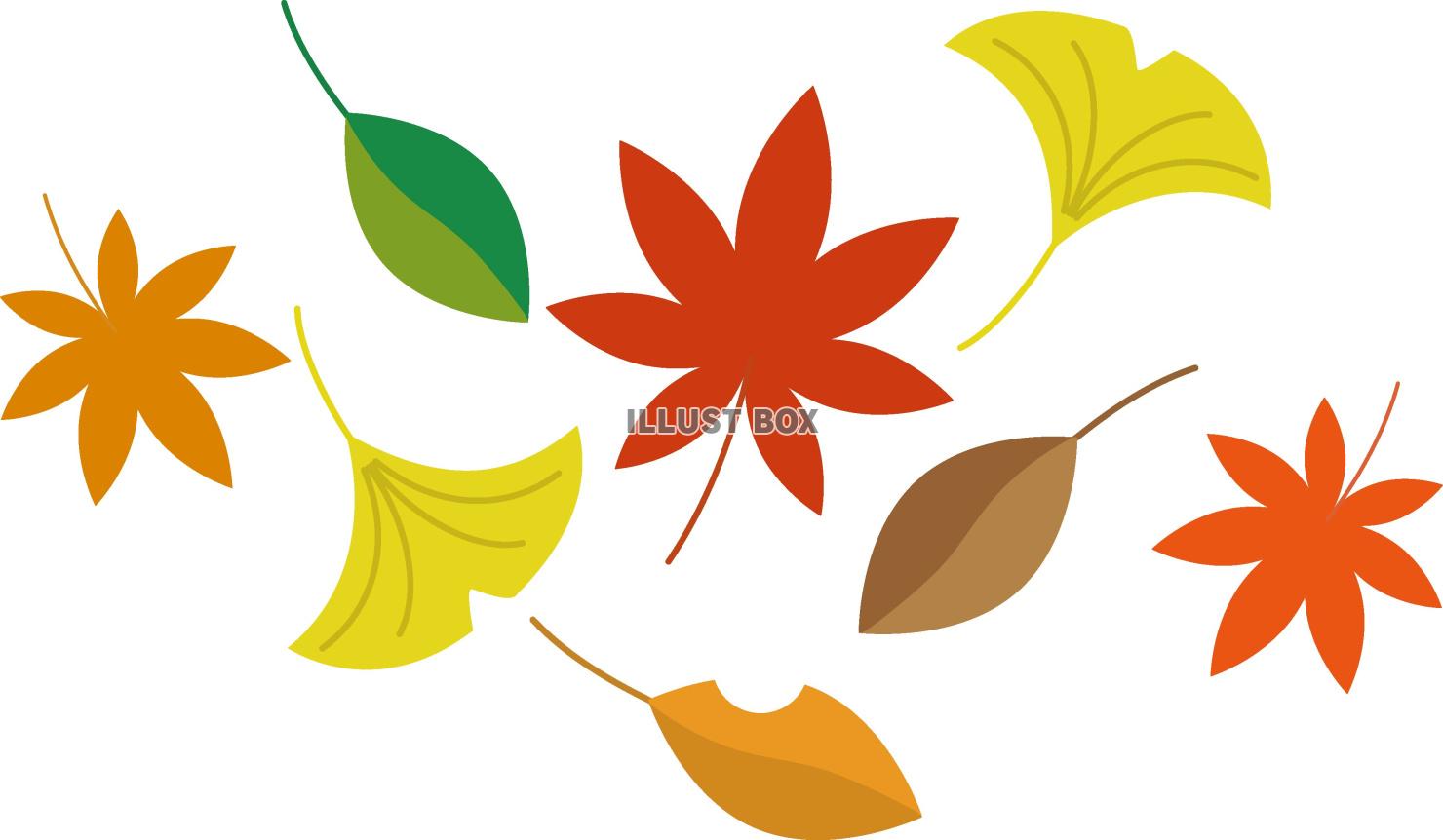 イチョウやもみじの秋の葉