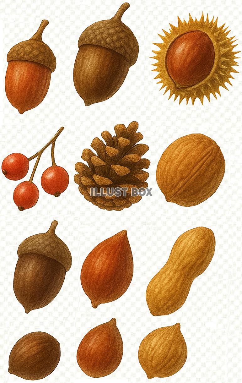 秋の木の実や種