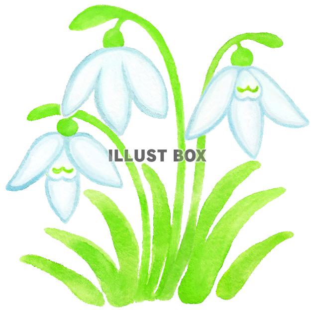 水彩のスノードロップ１